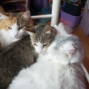 Meet your Posher, Debbie